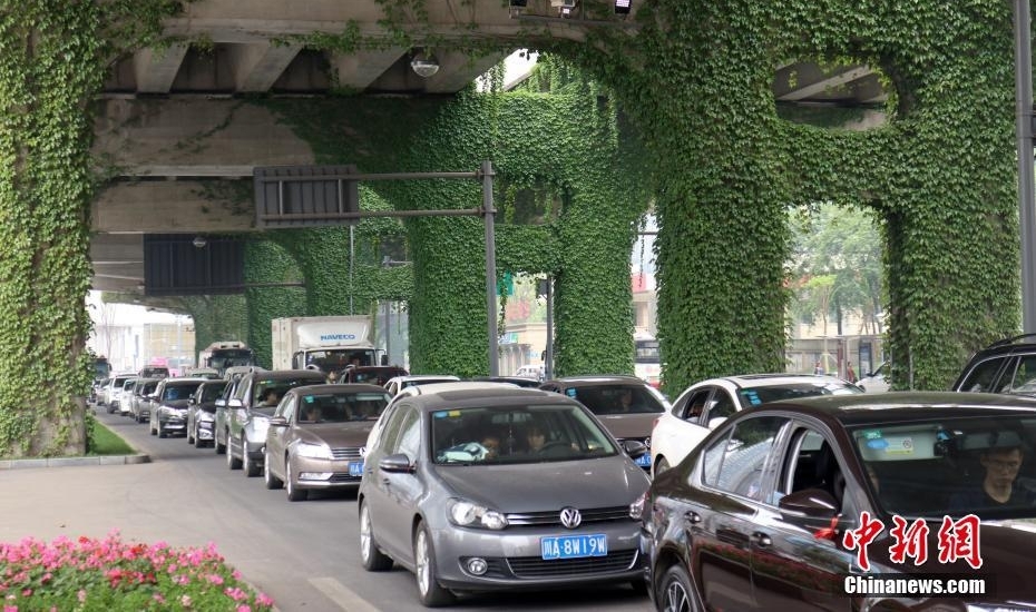 成都爬山虎“围攻”高架桥