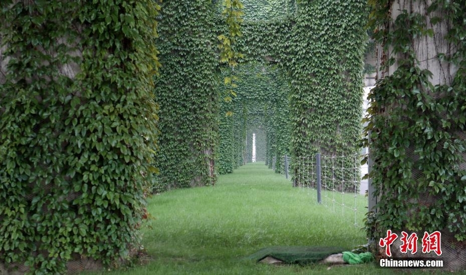 成都爬山虎“围攻”高架桥