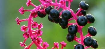 乡下随处可见的“小葡萄”，竟还有为人称道的“大功能”