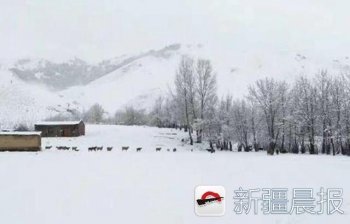 白雪飘飘等客来 那拉提景区银装素裹迎五月