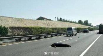奇葩!男子高速车道上睡着 自称被人从车上扔下来