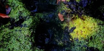 老虎戏水被“染黑”  公园是怎么管理的？！