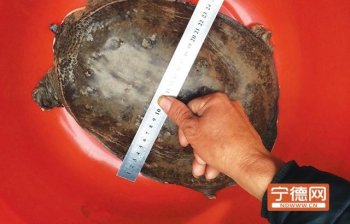 男子钓到8斤巨鳖：通体深绿色年龄至少三五十岁