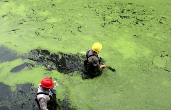大面积浮萍入侵 城区河道被盖“绿毯”