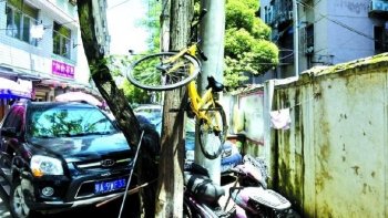 小黄车被挂在树上好几天，不知谁干的