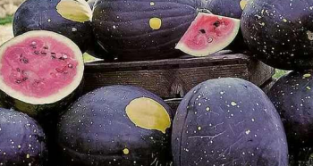 这8种全球最贵的水果，吃过3种就算有钱人，乡村里的人见都没见