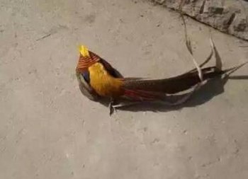 老大爷山上抓了一只“凤凰”，最后把老大爷脸都吓绿了