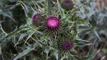 农村这个浑身长满刺野草，牲口都不敢轻易吃，却是癣疮的良药