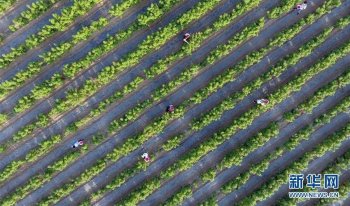 玫瑰花香富农家