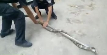 西双版纳眼镜蛇王闯校园 森林公安来解围