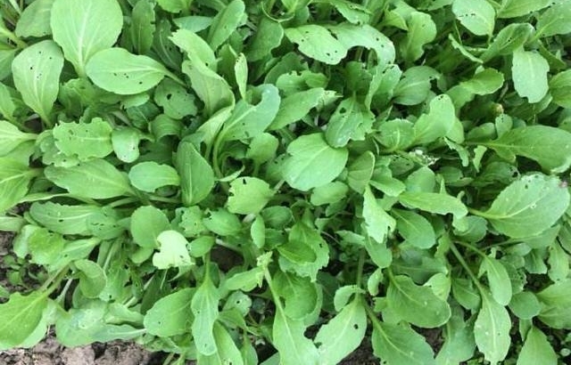 农贸市场上有一些蔬菜，千万不要买，农药残留和激素残留很多