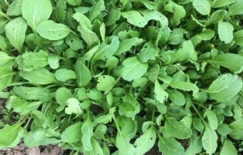 农贸市场上有一些蔬菜，千万不要买，农药残留和激素残留很多