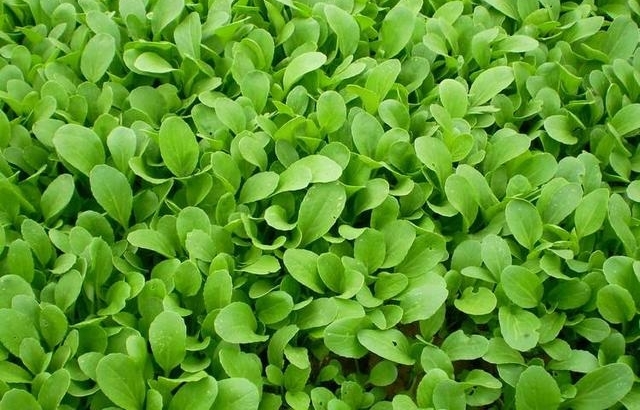 农贸市场上有一些蔬菜，千万不要买，农药残留和激素残留很多