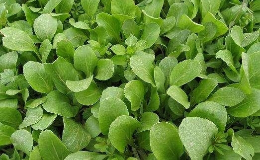 农贸市场上有一些蔬菜，千万不要买，农药残留和激素残留很多