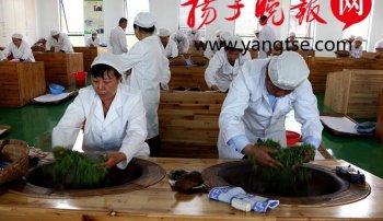 手工炒茶大赛比拼手上“功夫” 省内60多名炒茶高手句容擂台“秀”绝活