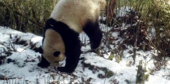 实力撩妹！野生熊猫圈地恋爱 到处撒尿“散播爱的讯息”