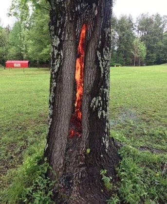 一张被雷击中的大树照片疯转10000+:通往地狱的裂缝