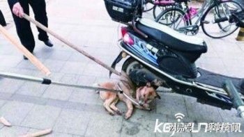 狂犬病高峰期，洛南县流浪狗连伤3人:1人19天狂犬病死亡