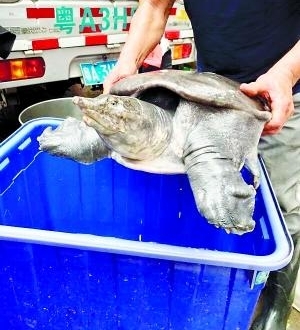 男子花4千块买55斤锛偧子泔紓难养活 发现其为亚洲鳖