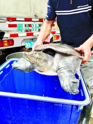 男子花4000买55斤“甲鱼”难养活 发现其为亚洲鳖