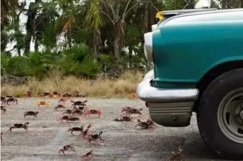 继丹麦生蚝后，中国吃货又想帮古巴“消灭”螃蟹