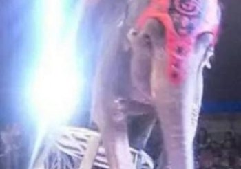 正在表演的大象从高处重摔在地上后，几秒内发生的一幕让我泪奔！