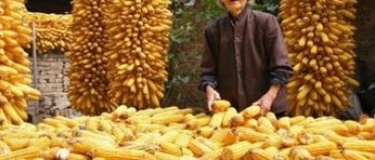 农村种地一定要搞清楚这些，符合条件的农民可补贴上千元