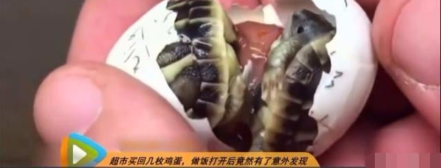 男子去商店买回一盒鸡蛋做煎蛋，打破鸡蛋后却把他吓了一跳