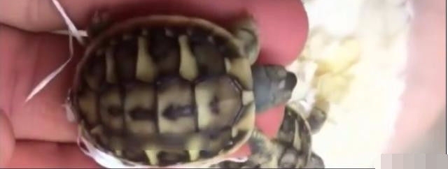 男子去商店买回一盒鸡蛋做煎蛋，打破鸡蛋后却把他吓了一跳