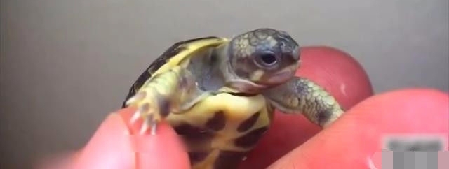 男子去商店买回一盒鸡蛋做煎蛋，打破鸡蛋后却把他吓了一跳