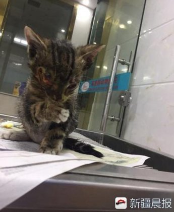 两帅哥为救流浪猫，一不小心成“网红”