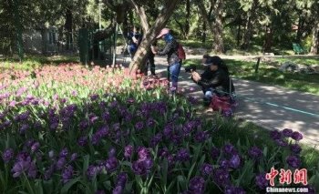 最美人间四月天 “暴力赏花”伤了谁？