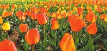 永靖县刘家峡镇南滨河路景观带大片郁金香竞相绽放