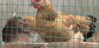 农村小伙网上买孔雀，养大了才发现是鸡！