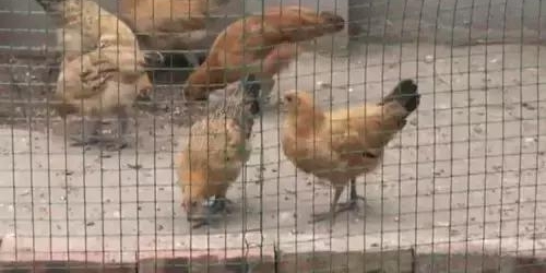 农村小伙网上买孔雀，养大了才发现是鸡！