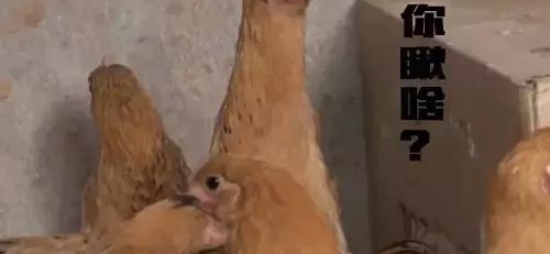 农村小伙网上买孔雀，养大了才发现是鸡！