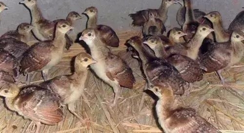 农村小伙网上买孔雀，养大了才发现是鸡！