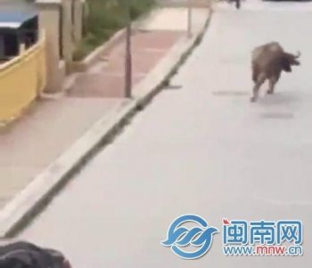 漳州华安疯牛横冲直撞伤5人 公安武警巧施战术击毙