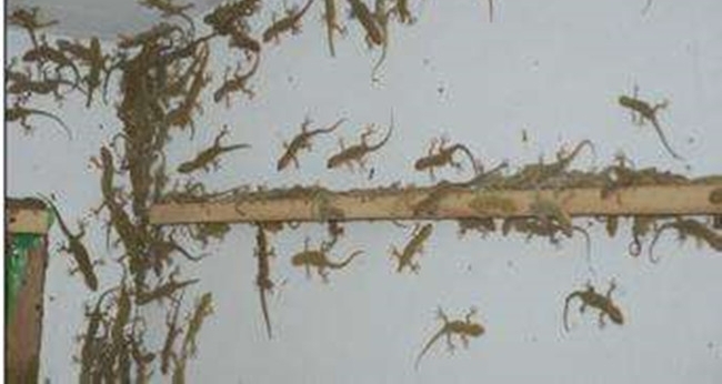 农民在家养殖这种小动物，中医称它为天龙，卖200一斤还在涨