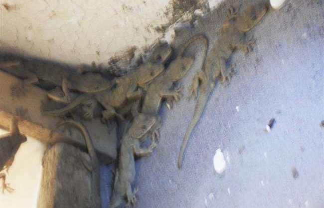 农民在家养殖这种小动物，中医称它为天龙，卖200一斤还在涨