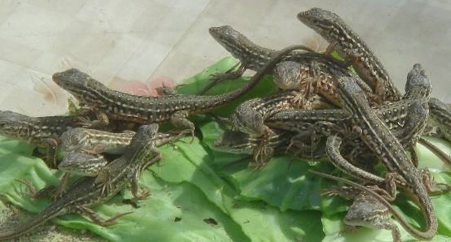 农民在家养殖这种小动物，中医称它为天龙，卖200一斤还在涨