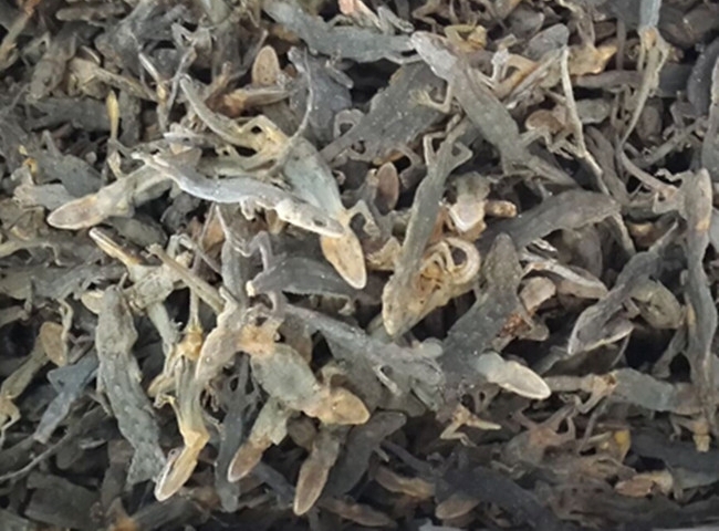 农民在家养殖这种小动物，中医称它为天龙，卖200一斤还在涨