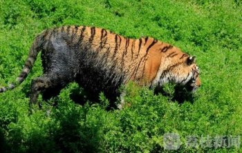 动物园河水受污染 老虎下池变黑虎