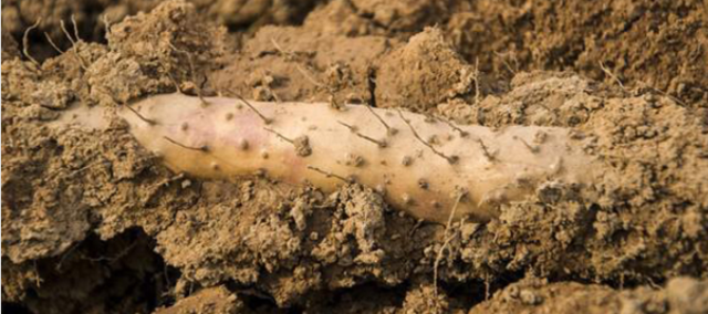 农村七年才种一次的植物，收获难度大营养价值高，你知道是什么吗