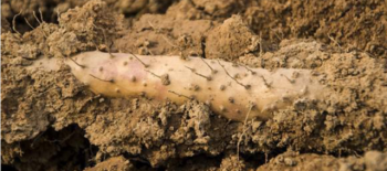 农村七年才种一次的植物，收获难度大营养价值高，你知道是什么吗