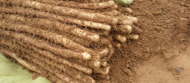 农村七年才种一次的植物，收获难度大营养价值高，你知道是什么吗