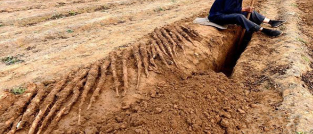 农村七年才种一次的植物，收获难度大营养价值高，你知道是什么吗