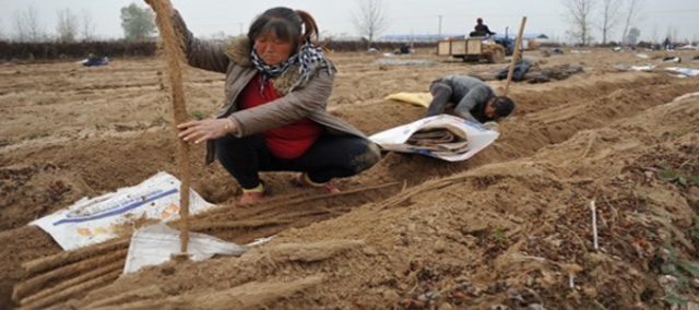 农村七年才种一次的植物，收获难度大营养价值高，你知道是什么吗