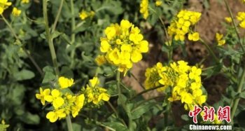 陕西延安油菜花盛开 引众多游客观赏