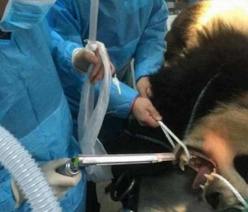 小熊猫突然不吃不喝昏倒了，得知病因后医生都无语